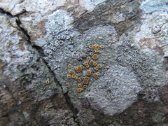 Caloplaca crocea