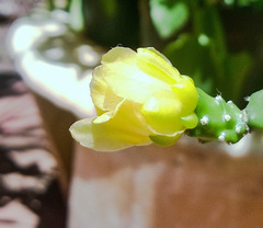 Opuntieae