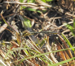 Phanogomphus hodgesi