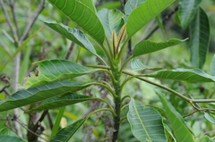Alstonia