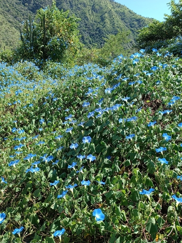 Ipomoea tricolor