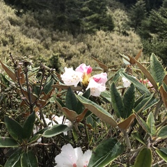 Rhododendron hyperythrum