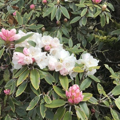 Rhododendron hyperythrum