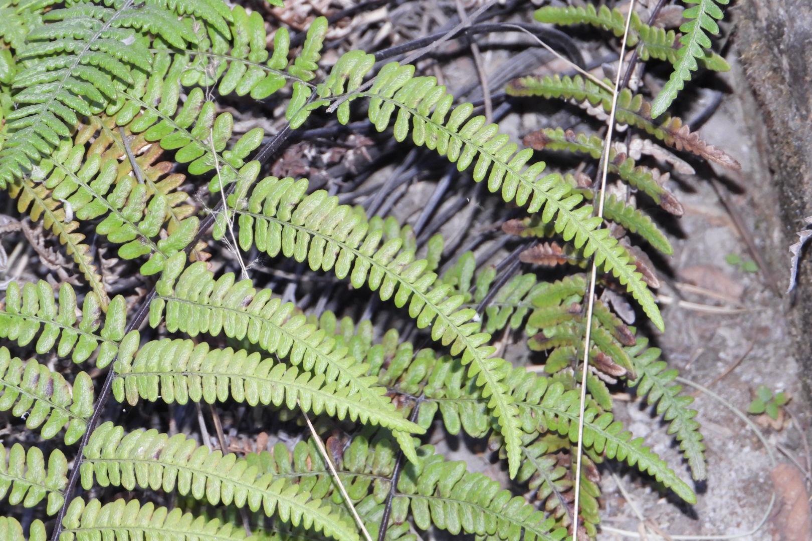 Mountain Silver-Back Fern (Pityrogramma ebenea)