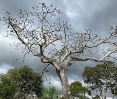 Pseudobombax longiflorum