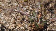 Gilia mexicana