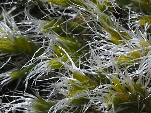 Racomitrium lanuginosum