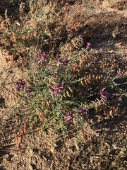 Astragalus fastidius