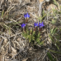 Gentiana arisanensis