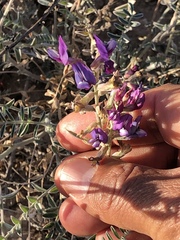 Astragalus fastidius