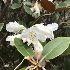Rhododendron hyperythrum