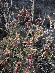 Astragalus fastidius