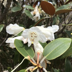 Rhododendron hyperythrum