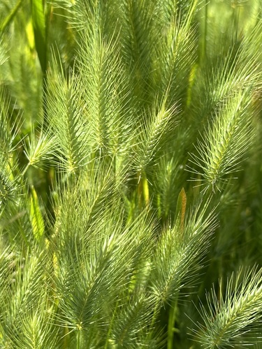 Image of Hordeum marinum by (c) Barbara Banfield, some rights reserved (CC BY)