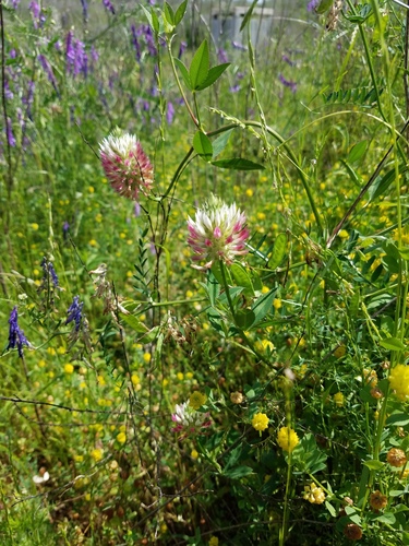 arrowleaf clover (Trifolium vesiculosum)