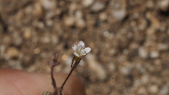 Gilia mexicana