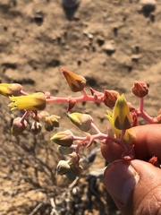 Dudleya acuminata