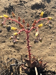 Dudleya acuminata