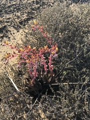 Dudleya acuminata