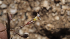 Gilia mexicana