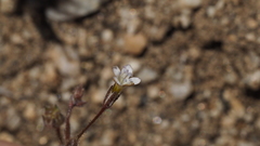 Gilia mexicana