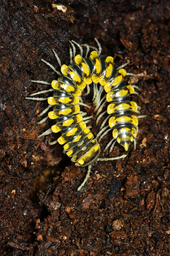 Sigmocheir furcata photo 3
