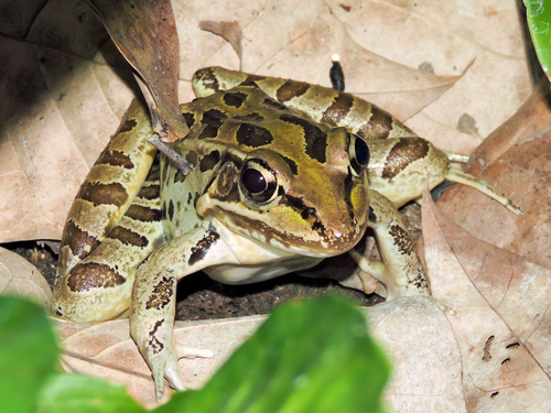 Northwest Mexico Leopard Frog