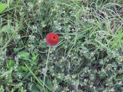 Image of Gaillardia suavis by (c) Brad Banner, some rights reserved (CC BY)