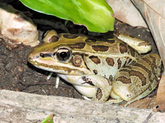Lithobates magnaocularis