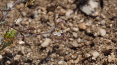 Gilia mexicana