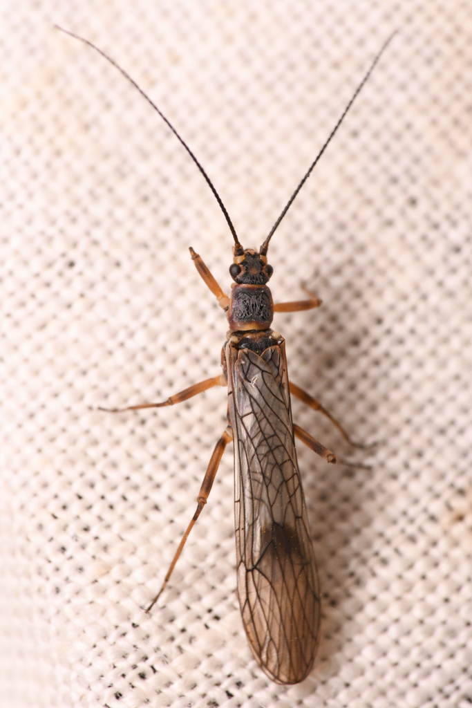 Pacific Willowfly
