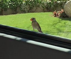 Cardinalis cardinalis