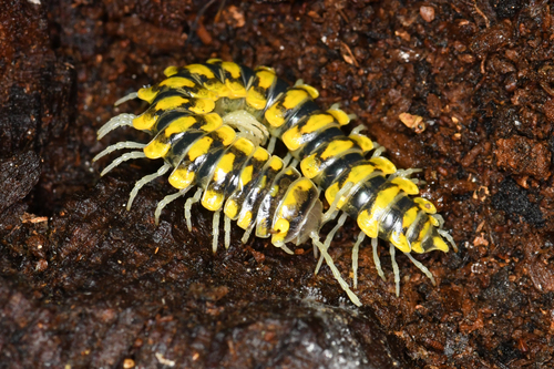 Sigmocheir furcata photo 2