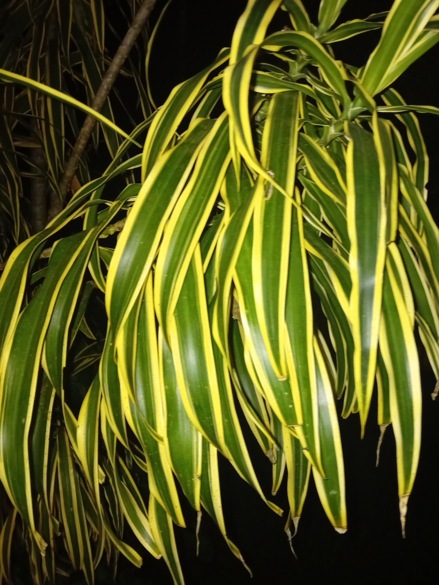 Dracaena angustifolia