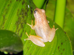 Tlalocohyla smithii