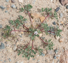 Langloisia setosissima