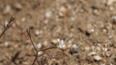 Gilia mexicana
