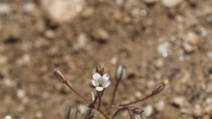 Gilia mexicana