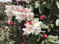 Rhododendron hyperythrum