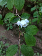 Philadelphus hirsutus
