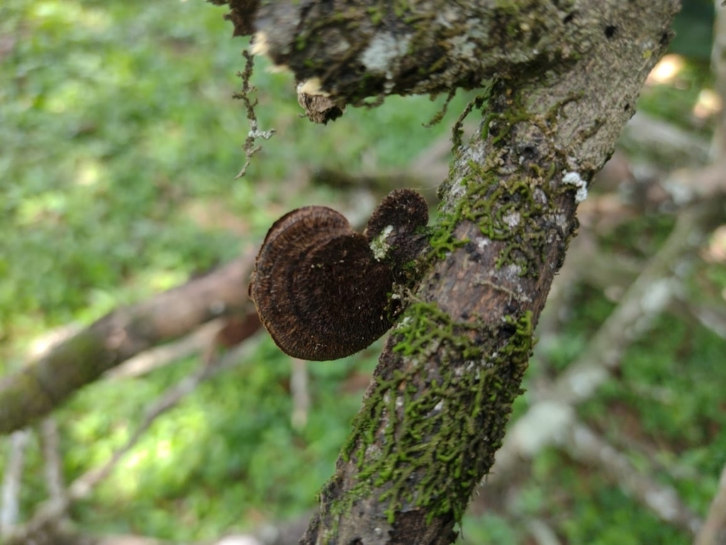 Hexagonia hydnoides · April 2024 · photo: © biomartita (iNaturalist, cc-by)