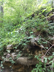 Philadelphus hirsutus