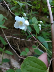 Philadelphus hirsutus