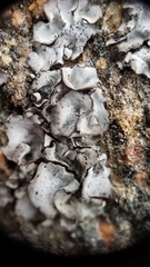 Dermatocarpon americanum