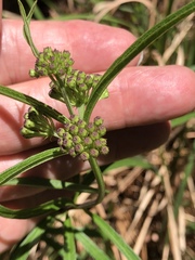Asclepias longifolia