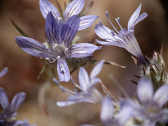 Eriastrum eremicum eremicum