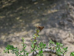 Lon melane vitellina