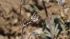 Gilia mexicana
