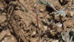 Gilia mexicana