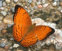 Cirrochroa surya siamensis